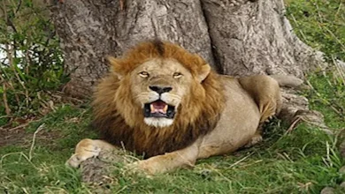 صورة واقعة مرعبة.. رجل يستيقظ من نومه ليجد أسدا أمامه وهذا ما حدث