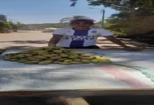 صورة من مزارع العنب والتين الشوكي إلى التمرين.. تفاصيل يوم لاعب أسمنت أسيوط