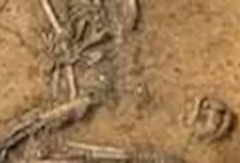 صورة أول حقيبة يد في التاريخ.. عمرها 4500 عام ومزينة بأسنان الكلاب