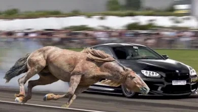 صورة هل ترتبط السعة اللترية للمحرك بالقوة الحصانية للسيارة؟