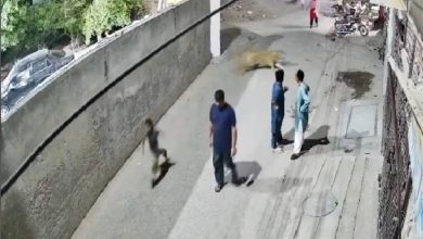 صورة في حادثة هي الأولى من نوعها بباكستان.. أسد يثير الذعر في لاهور  أخبار السعودية