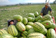 صورة قطف البطيخ الرملي  أخبار السعودية