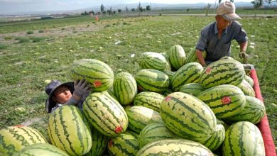 صورة قطف البطيخ الرملي  أخبار السعودية