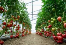 صورة | تراجع غير مسبوق بأسعار الخضراوات.. مزارعون يقتلعون آلاف البيوت البلاستيكية تجنبًا للخسائر