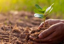 صورة | تعرف إلى التعديلات على نظام تسجيل الأصناف النباتية لعام 2025