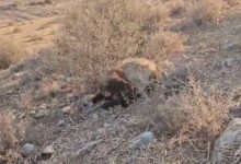 صورة | مجزرة في الأغوار الشمالية.. مستوطنون يقتلون 117 رأسًا من الأغنام في “الشك”
