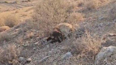 صورة | مجزرة في الأغوار الشمالية.. مستوطنون يقتلون 117 رأسًا من الأغنام في “الشك”
