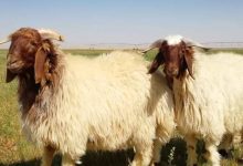 صورة | حمايةً للمنتج المحلي.. وزير الزراعة يعلن وقف استيراد الأغنام الحية من سوريا