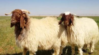 صورة | حمايةً للمنتج المحلي.. وزير الزراعة يعلن وقف استيراد الأغنام الحية من سوريا