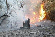 صورة | زراعة عجلون: القبض على معتدٍ على الثروة الحرجية.. لديه سجل طويل من الاعتداءات على الأشجار والغابات