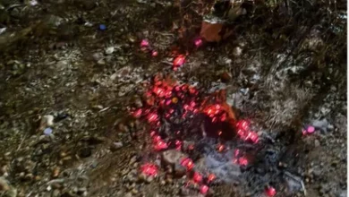 صورة ضبط مواطن لإشعاله النار في أراضي الغطاء النباتي بمنطقة حائل