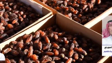 صورة مسؤول: القصيم الأولى بقطاع النخيل بأكثر من 12 مليون نخلة