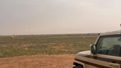 صورة ضبط مواطن لارتكابه مخالفة رعي في محمية الملك عبدالعزيز الملكية