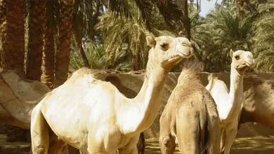 صورة «الإرشاد الزراعي»: المياه النظيفة تحافظ على صحة الإبل وإنتاجيتها