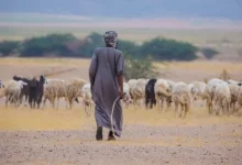 صورة متحدث مركز الغطاء النباتي ومكافحة التصحر: 4 مزايا للرعي المنظم
