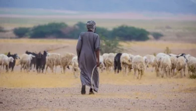 صورة متحدث مركز الغطاء النباتي ومكافحة التصحر: 4 مزايا للرعي المنظم