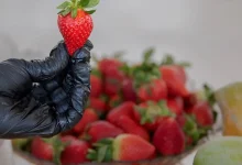 صورة «مزارع الفراولة».. وجهة سياحية بيئية تجمع الطبيعة والزراعة في العمارية