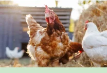 صورة لدعم صغار المربين.. «البيئة» تُطلق خدمتي ترخيص التربية الريفية للدواجن والماشية