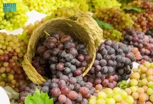 صورة زراعة العنب في القصيم.. إنتاج نوعي يعزّز تنوّع المحاصيل ويدعم الاقتصاد المحلي