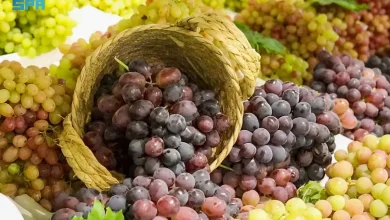 صورة زراعة العنب في القصيم.. إنتاج نوعي يعزّز تنوّع المحاصيل ويدعم الاقتصاد المحلي