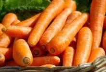 صورة من أين جاءت مقولة الجزر يقوى النظر وما الذي أوضحته الدراسات؟
