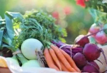 صورة اتباع نظام غذائي مقيد بأطعمة محددة يُحدث تغيرات في بكتيريا الأمعاء