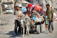 صورة بعد الأراضي والبيوت.. إسرائيل تصادر حمير الغزيين بدعوى حمايتها من « صدمات نفسية »
