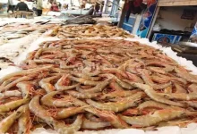 صورة انخفاض الجمبري.. أسعار الأسماك في سوق العبور 28-8-2025