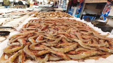 صورة انخفاض الجمبري.. أسعار الأسماك في سوق العبور 28-8-2025