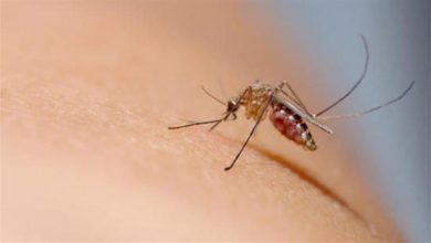 صورة “لون الملابس بيفرق”.. أحدث 3 خطوات “علمية” للحماية من لدغات الناموس