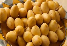 صورة في موسمه.. 5 فوائد للبلح الأصفر
