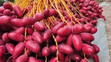صورة احرص عليها.. 5 فوائد للبلح على صحة الجسم
