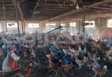 صورة أسعار الفراخ بالأسواق اليوم 23-8-2025