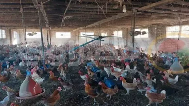 صورة أسعار الفراخ بالأسواق اليوم 23-8-2025