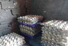 صورة ارتفاع أسعار البيض اليوم 9-8-2025 بالأسواق (موقع رسمي)