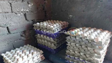 صورة ارتفاع أسعار البيض اليوم 9-8-2025 بالأسواق (موقع رسمي)