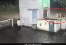 صورة “رجل في مواجهة أسد”.. لقاء ينتهي بمفاجأة غير متوقعة