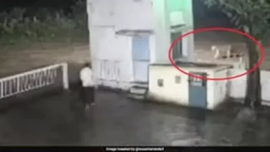 صورة “رجل في مواجهة أسد”.. لقاء ينتهي بمفاجأة غير متوقعة