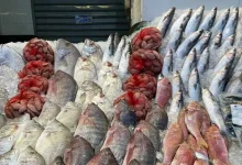 صورة ارتفاع البلطي.. أسعار الأسماك في سوق العبور 22-8-2025