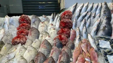 صورة ارتفاع البلطي.. أسعار الأسماك في سوق العبور 22-8-2025