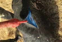 صورة ظاهرة غريبة في كاليفورنيا.. لحوم خنازير برية تتحول إلى اللون الأزرق (ص