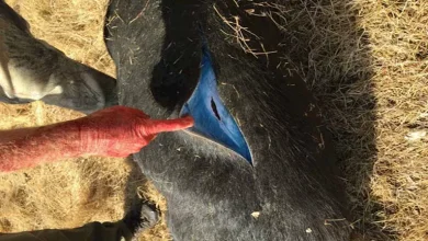 صورة ظاهرة غريبة في كاليفورنيا.. لحوم خنازير برية تتحول إلى اللون الأزرق (ص