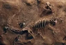 صورة عمرها 115 مليون سنة.. 10 صور توثق لحظة اكتشاف آثار ديناصورات في تكساس