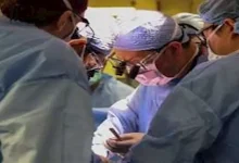 صورة نجاح أول زراعة رئة خنزير في إنسان ميت دماغيا في الصين