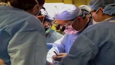 صورة نجاح أول زراعة رئة خنزير في إنسان ميت دماغيا في الصين