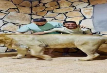 صورة بعد القبض عليه.. آخر ما قاله صاحب فيديو الأسد ردا على من حرّضوا لحبسه