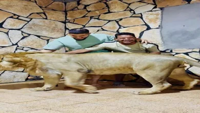 صورة بعد القبض عليه.. آخر ما قاله صاحب فيديو الأسد ردا على من حرّضوا لحبسه