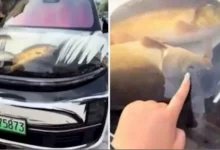 صورة سائق صيني يثير الجدل.. غطاء سيارته شفاف مليء بالأسماك الحية (فيديو)