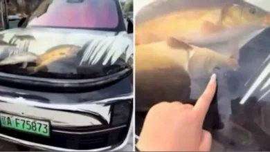 صورة سائق صيني يثير الجدل.. غطاء سيارته شفاف مليء بالأسماك الحية (فيديو)