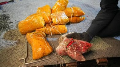صورة «زاتكا» في منفذ البطحاء تُحبط محاولتي تهريب أكثر من 817 ألف حبة محظورة  أخبار السعودية